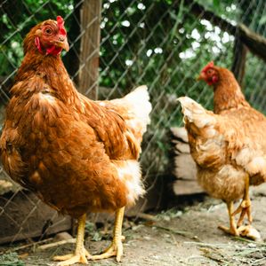 Collingswood passes ordinance permitting backyard chicken coops