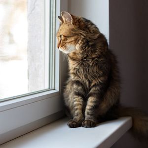 West Philly 'Cat Walk' tours neighborhood house cats and their owners