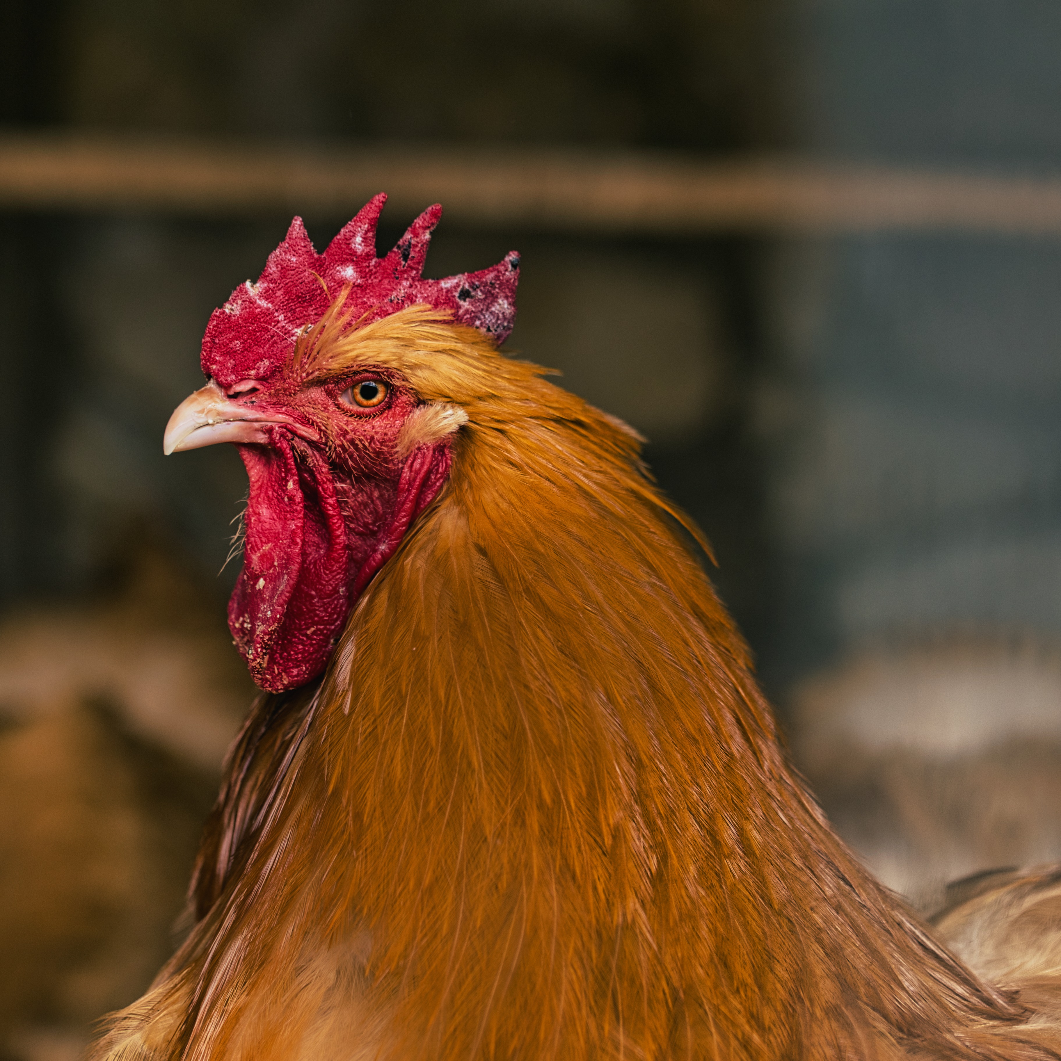 'A noisy nuisance' leads to rooster ban in Ocean County