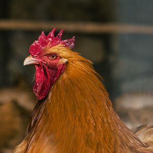 'A noisy nuisance' leads to rooster ban in Ocean County