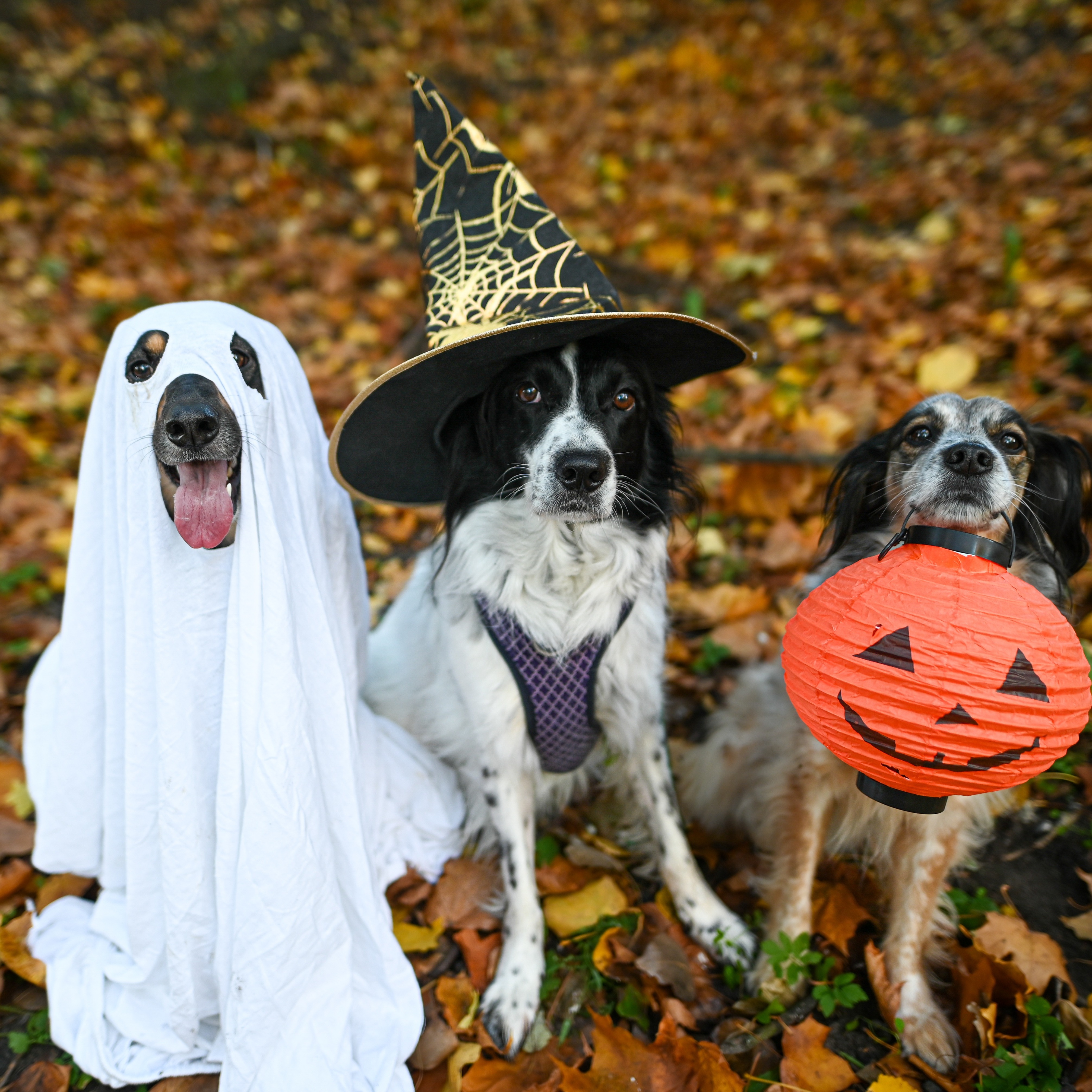Families roll out for jam-packed Halloween on the Hill