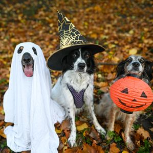 Families roll out for jam-packed Halloween on the Hill