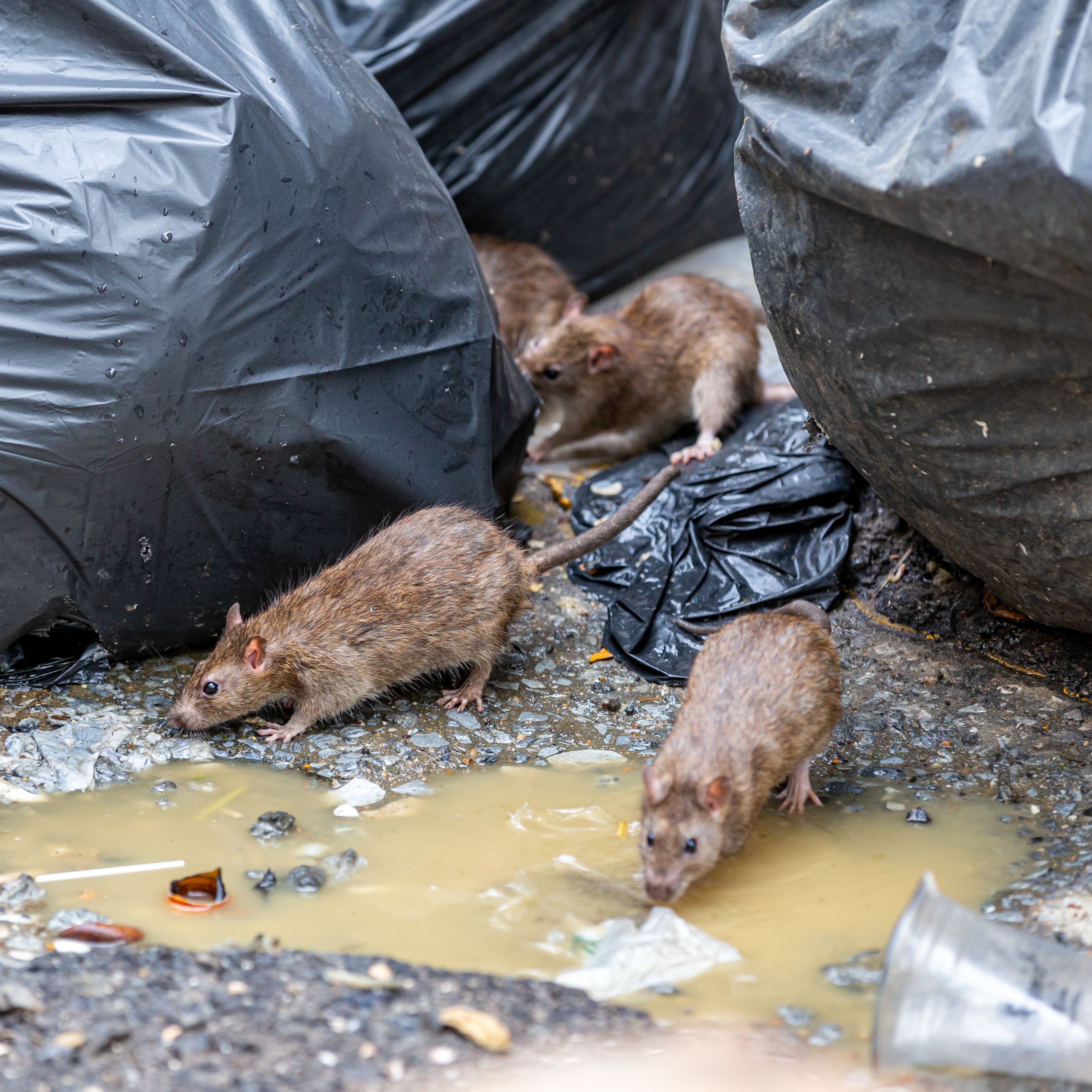 While Philadelphia officials ponder what to do about Lower Northeast’s rat problem, PETA suggests a non-lethal solution