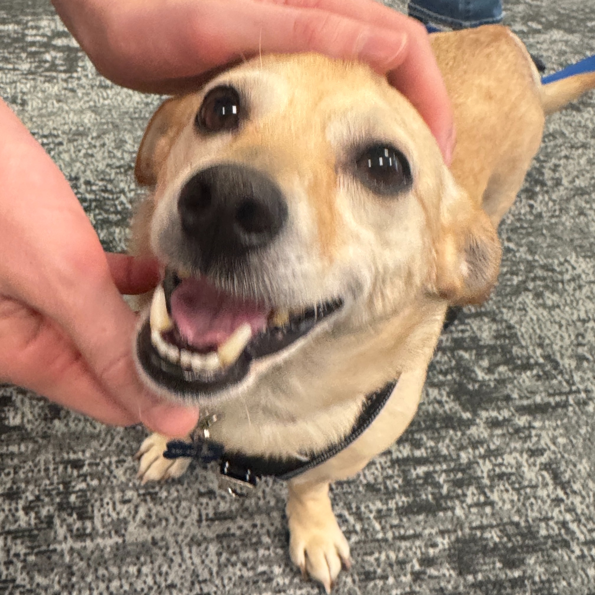 It's the perfect time to adopt with Berkeley Humane
