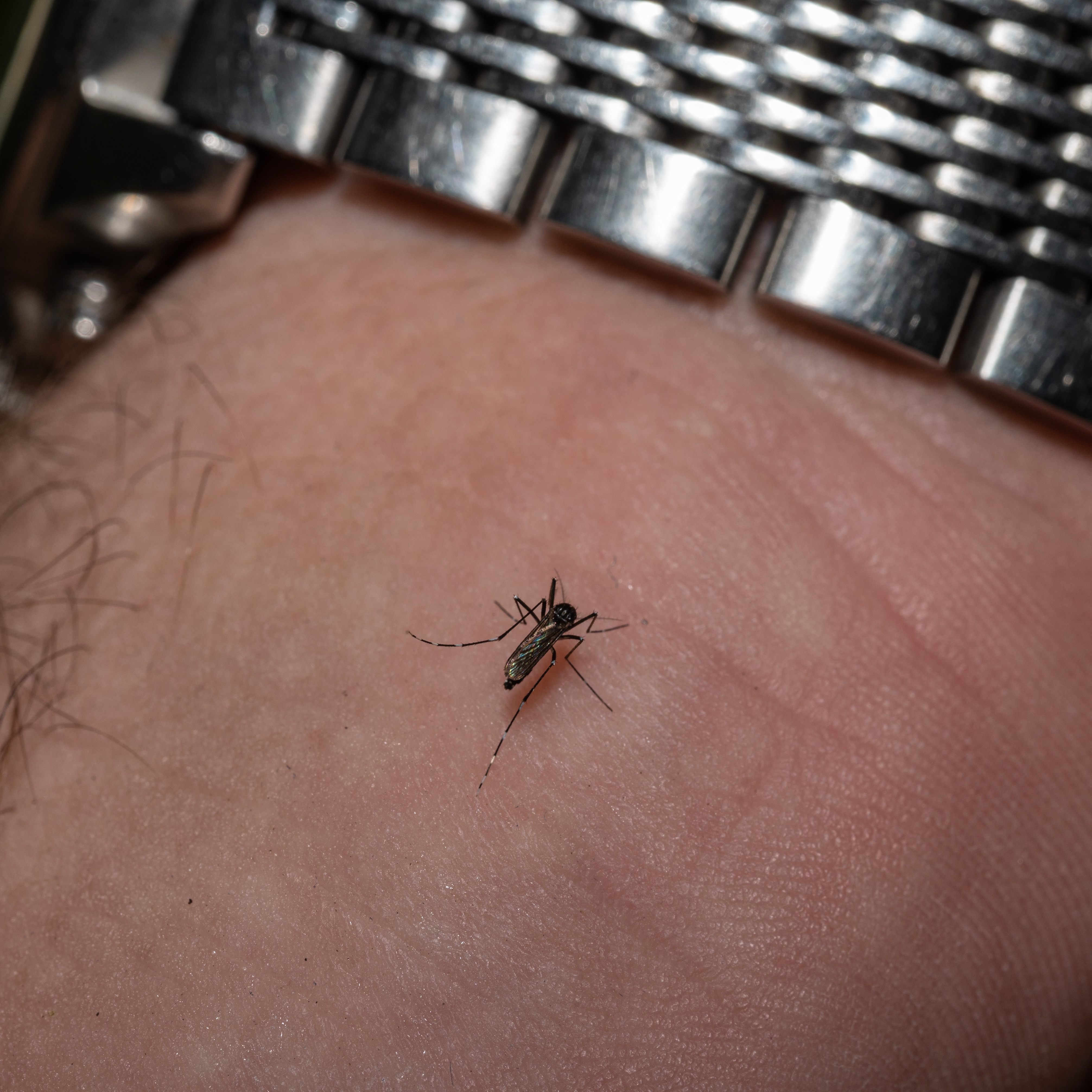 Santa Clara County proposing property assessment to fund mosquito control efforts