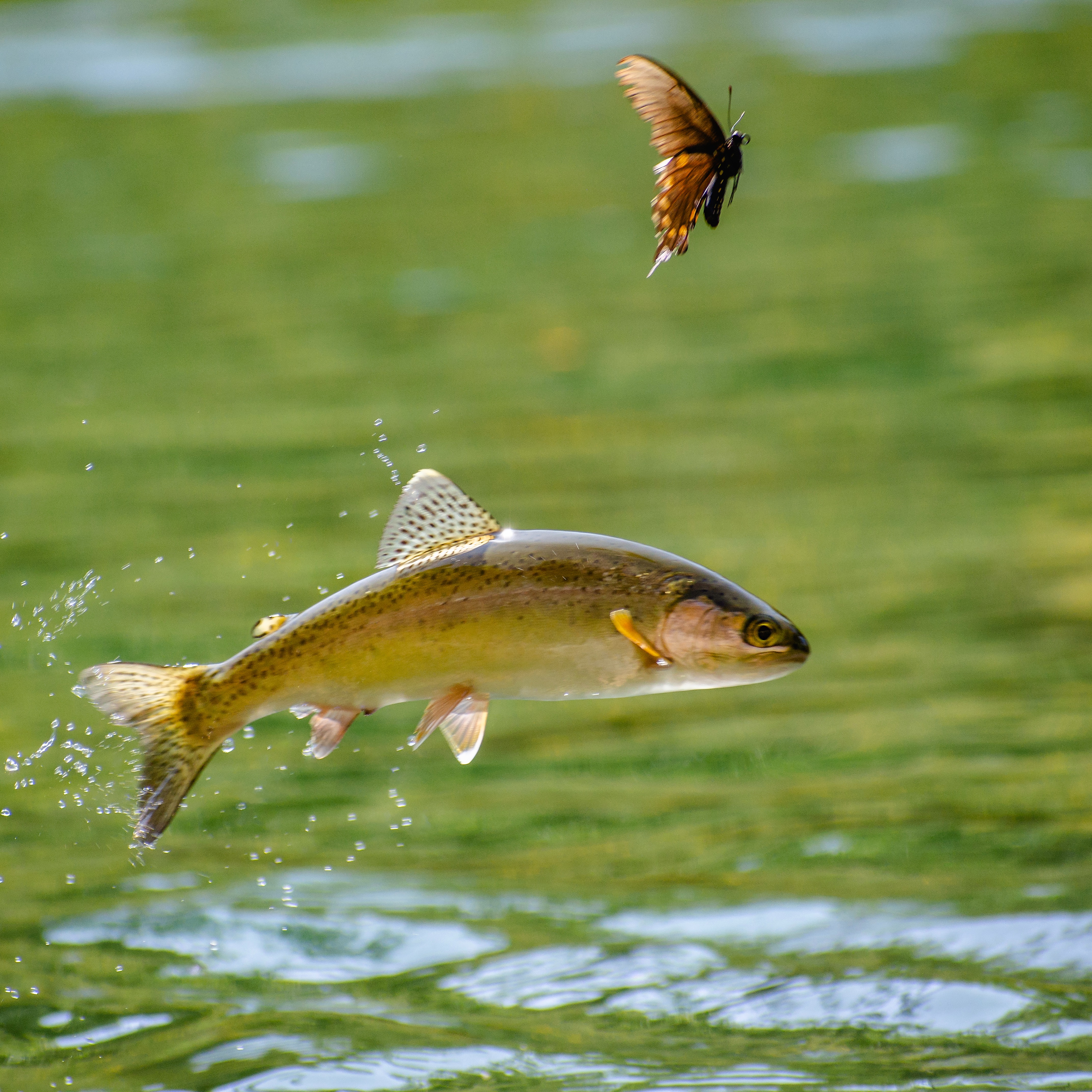 New fish passage open connecting threatened steelhead trout spawning grounds
