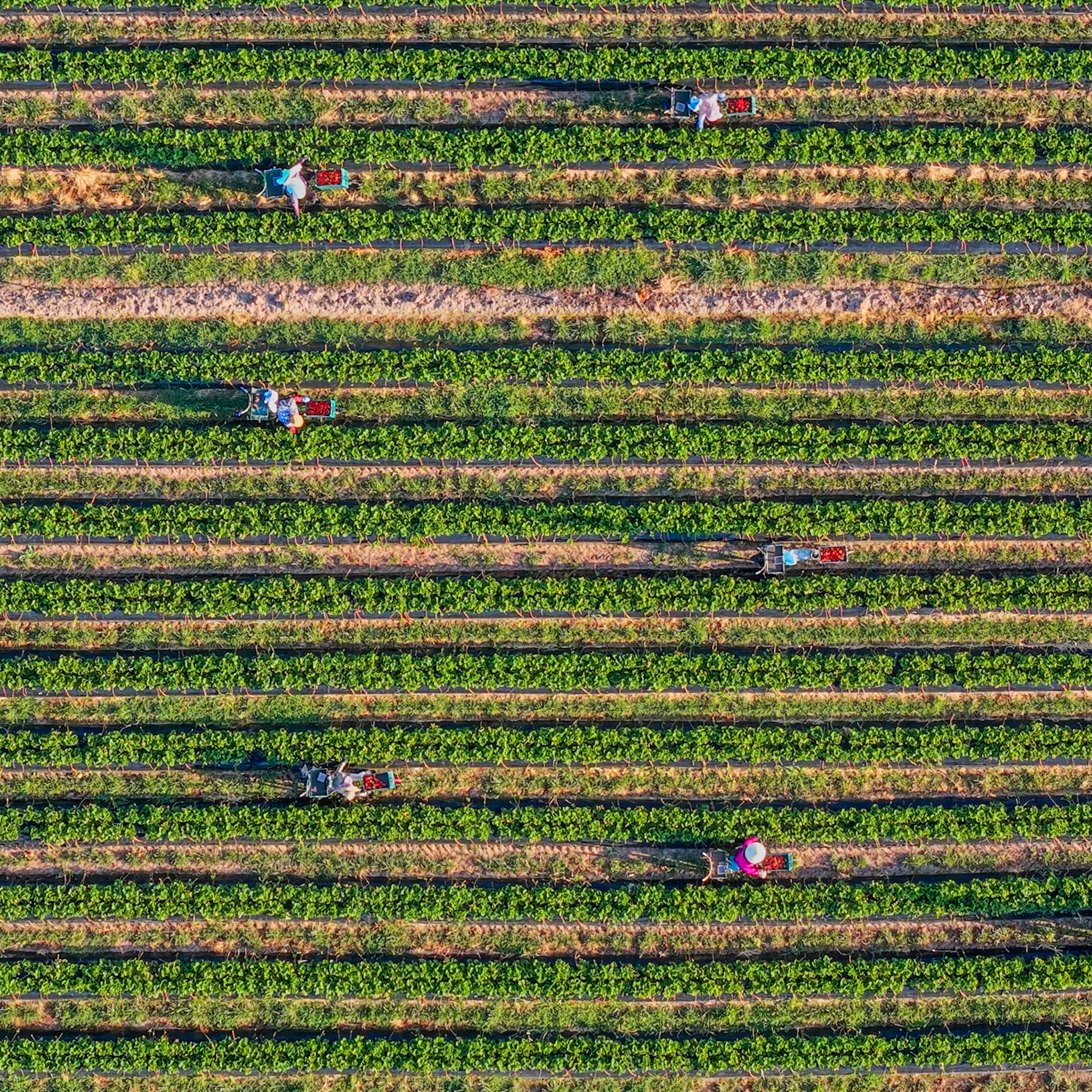 The first ever Farmworkers Day replacing Cesar Chavez Day