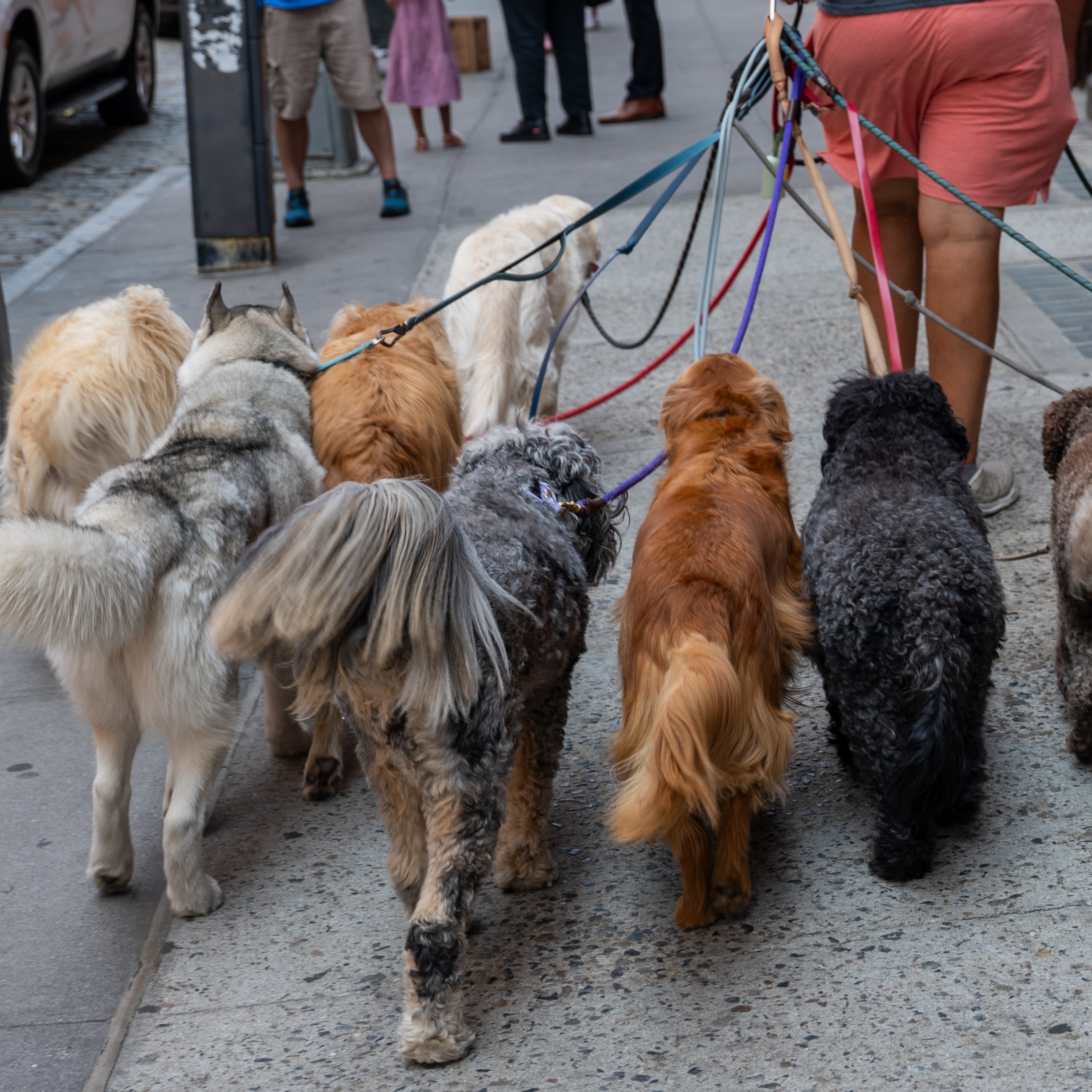 San Francisco "Pack Walk" brings together community of dog owners