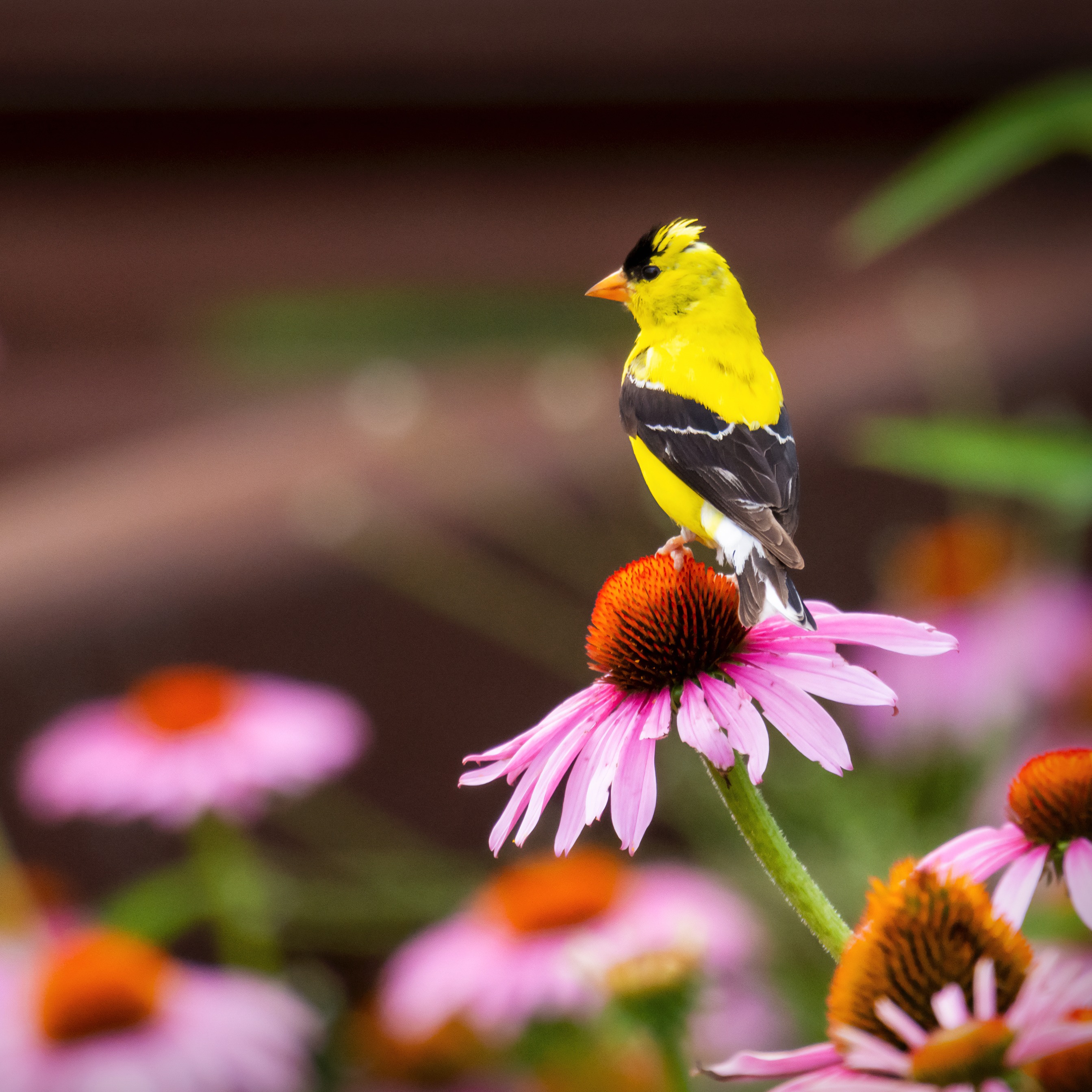 A new study shows men can get closer to birds than women before they fly away