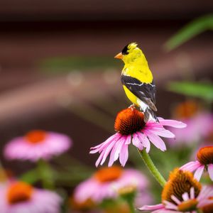 A new study shows men can get closer to birds than women before they fly away