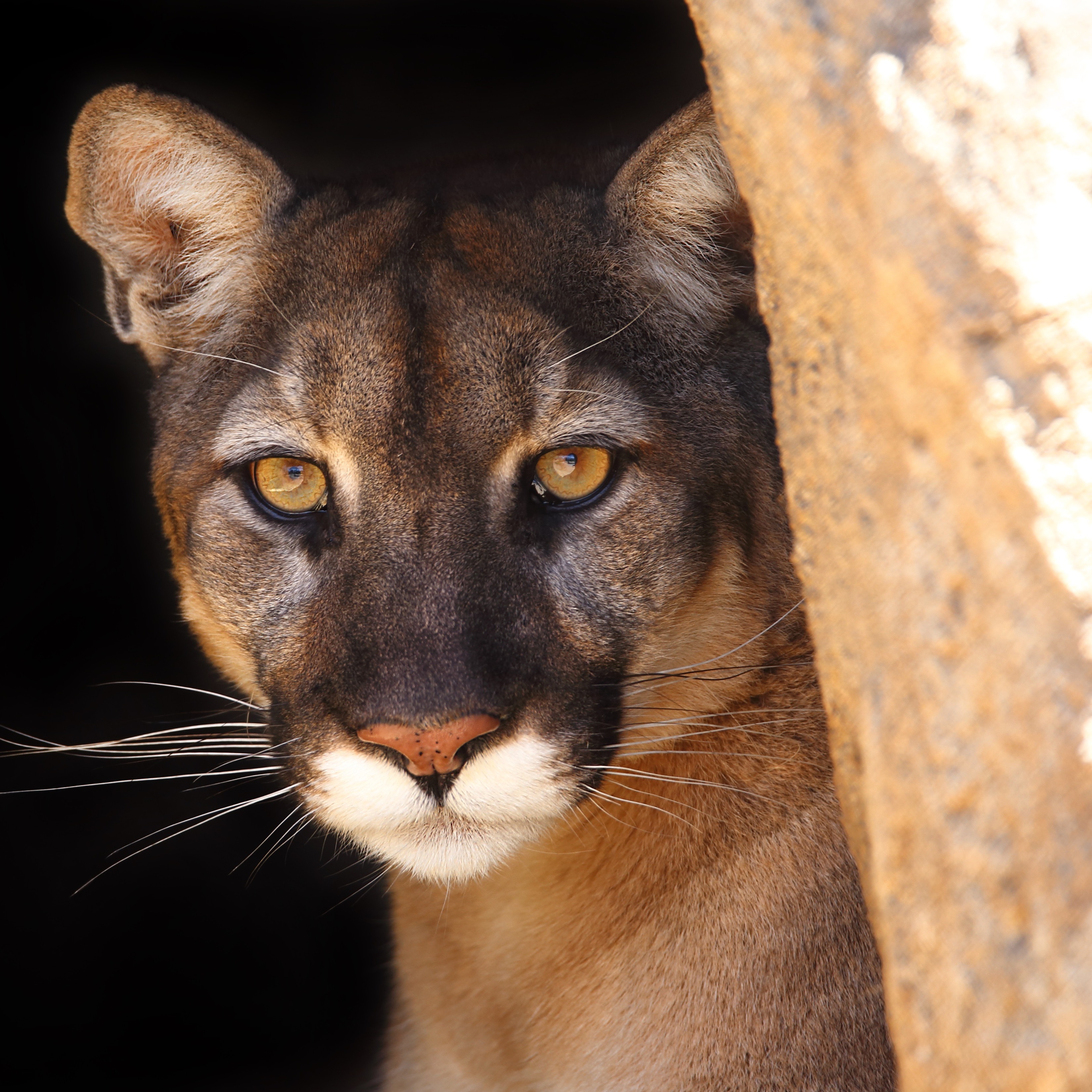 Mountain lion spotted in Bay Area neighborhood