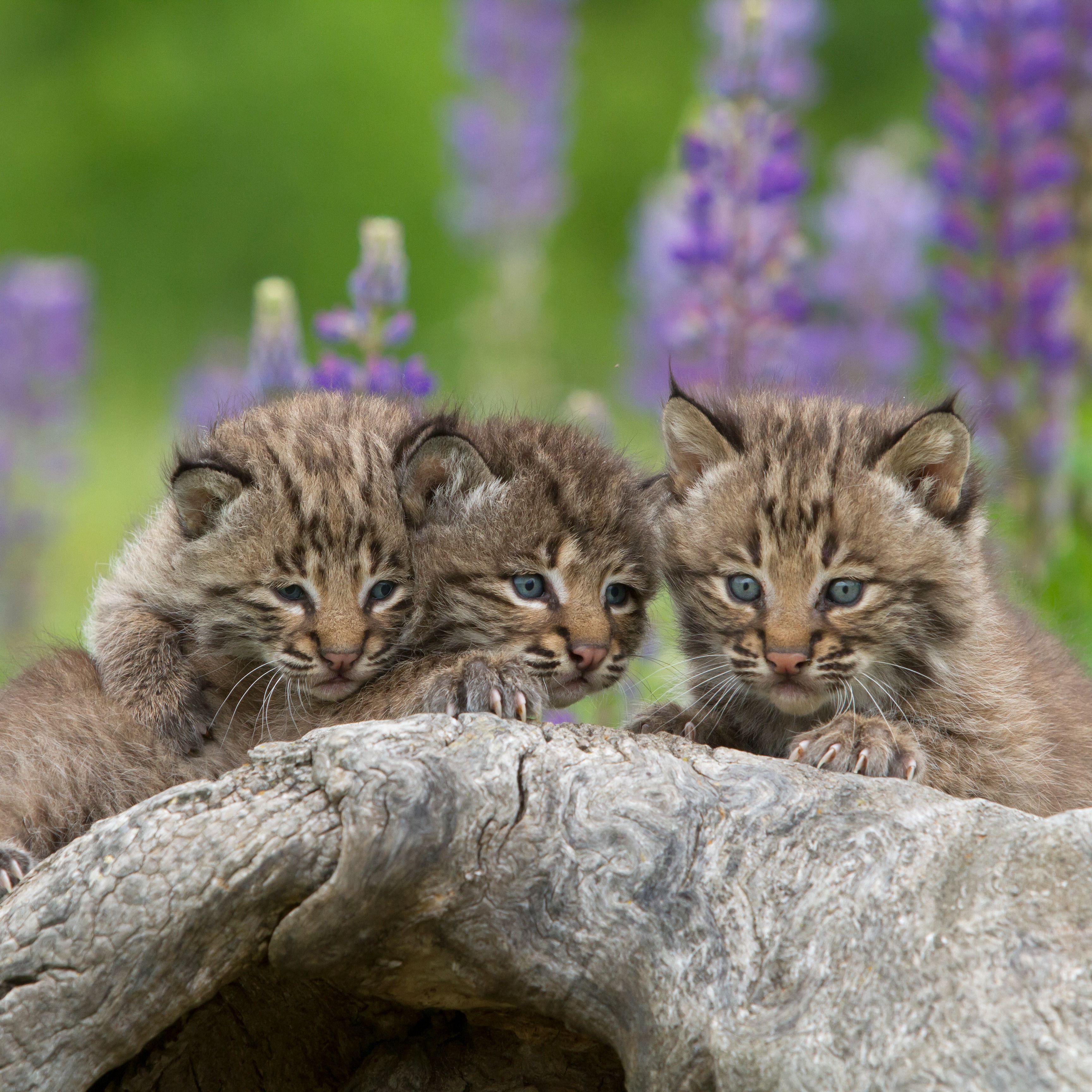 Bobcat kittens rehabilitated at Saratoga Wildlife Care Center