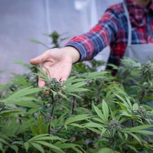 Cal State East Bay offers a door into the cannabis business
