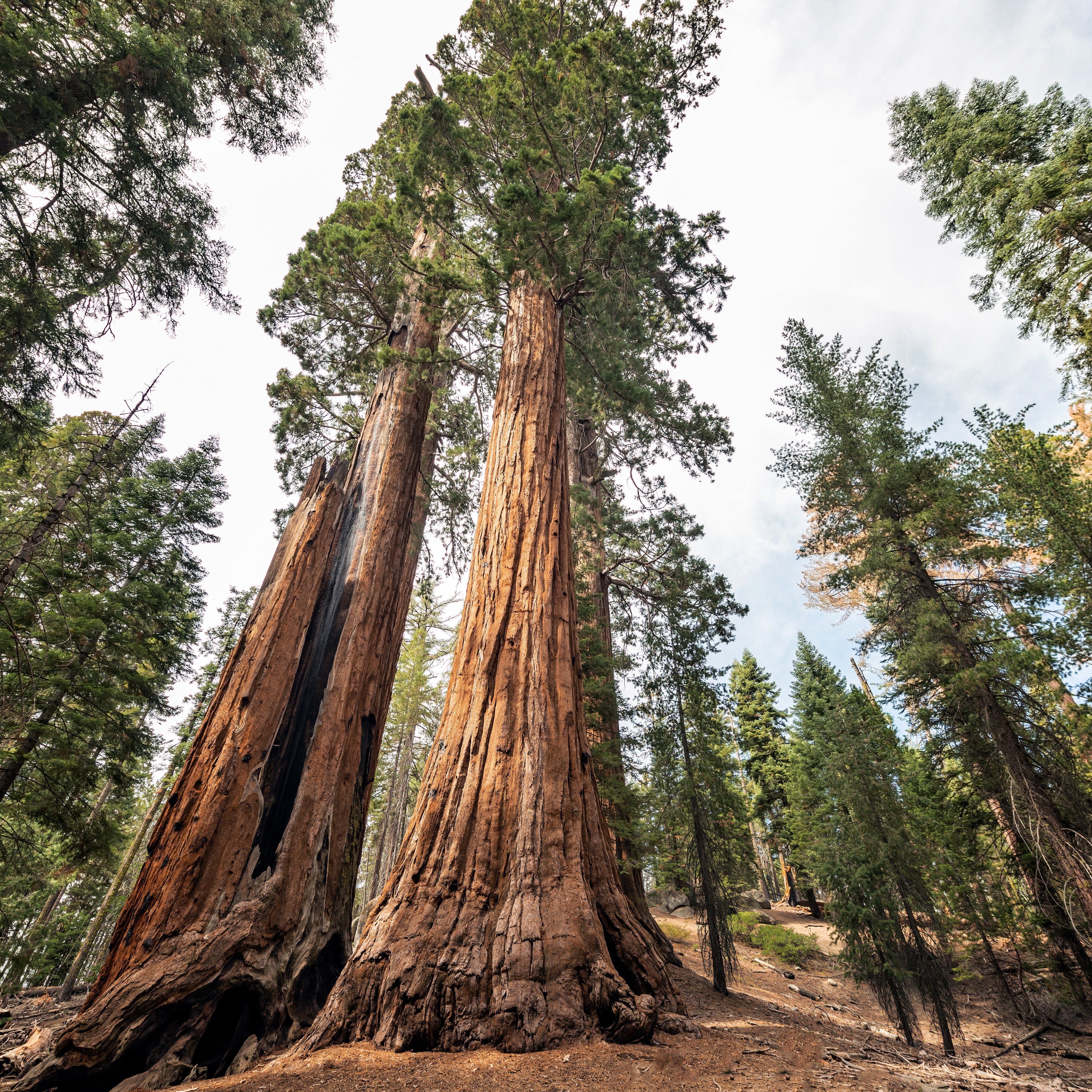 Prescribed burns may help protect California's giant sequoias