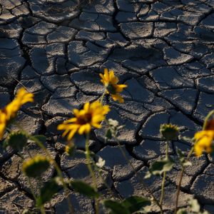 Climate change could cost us more than just environmental damage