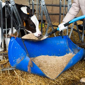 Why diary farmers are feeding soybeans to their cattle