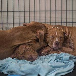 Berkeley Humane Society looking to aid animal shelters in Hawaii