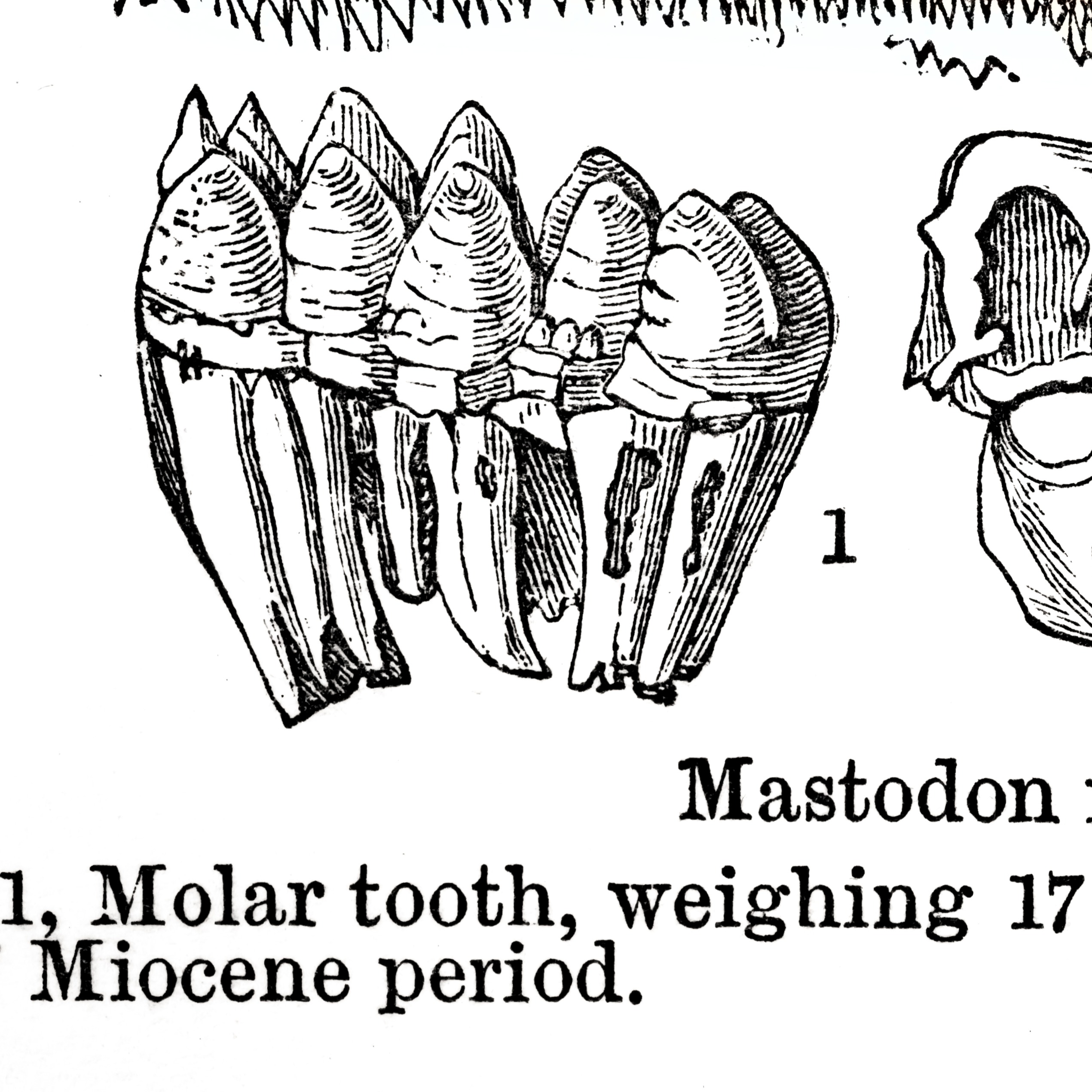 Pristine ancient mastodon tooth dating back to last Ice Age found in San Mateo