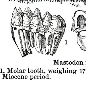 Pristine ancient mastodon tooth dating back to last Ice Age found in San Mateo