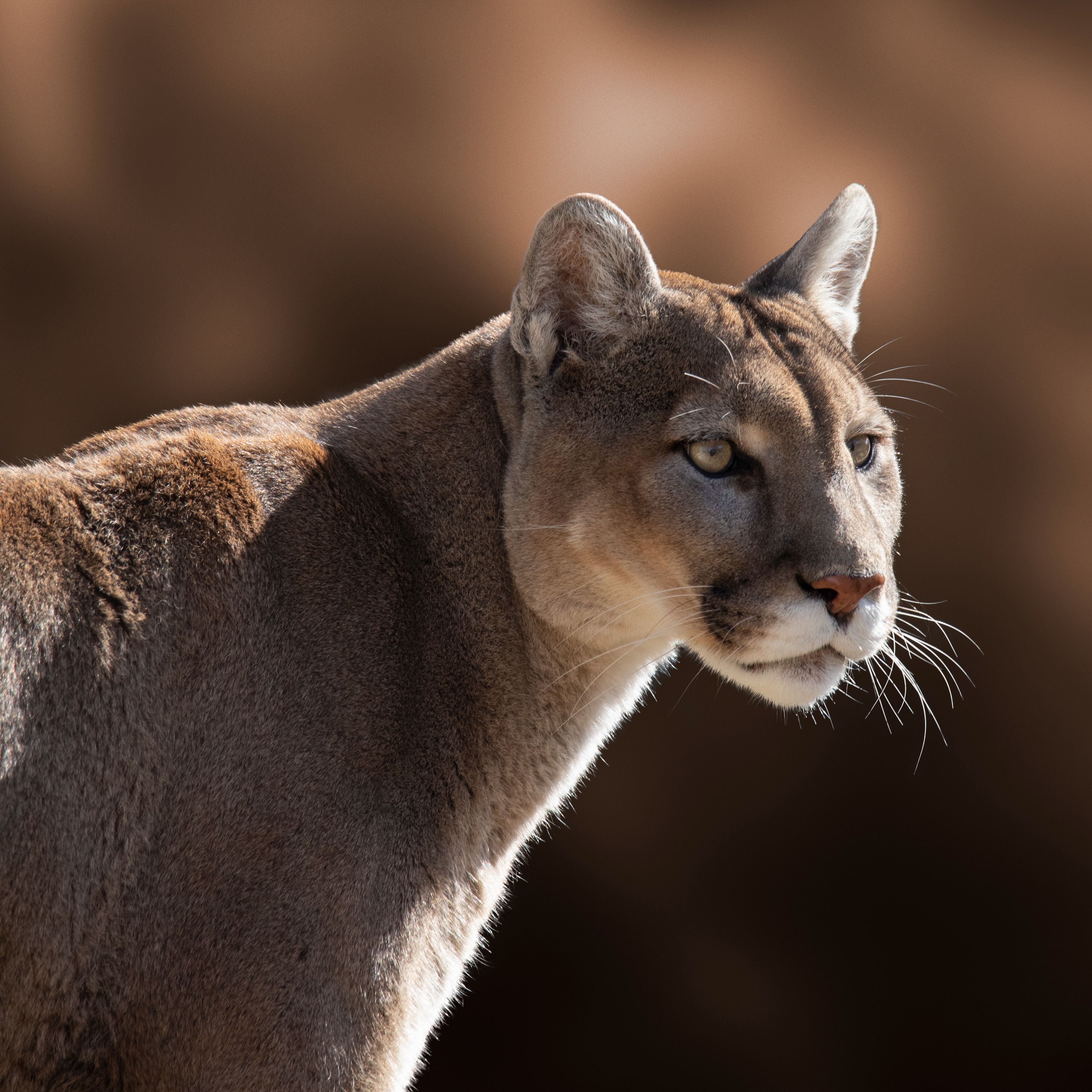Mountain lion found wandering San Francisco streets given new home