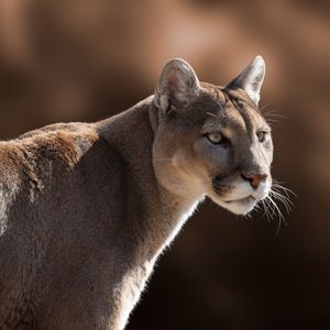 Mountain lion found wandering San Francisco streets given new home