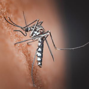 It's the deadliest year of West Nile Virus in California. Here's all you need to know.