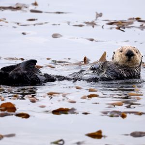 River otters are spotted along the coast after a century
