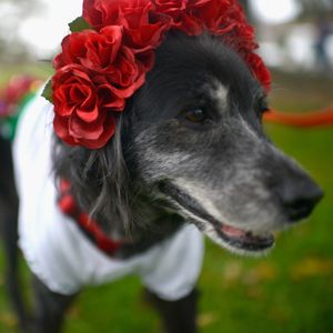 Senior dogs, spooky costumes and free adoptions at Muttville