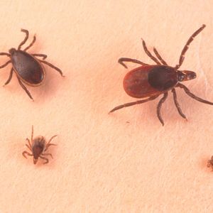 Would hunters welcome a vaccine against tick-born Lyme disease?