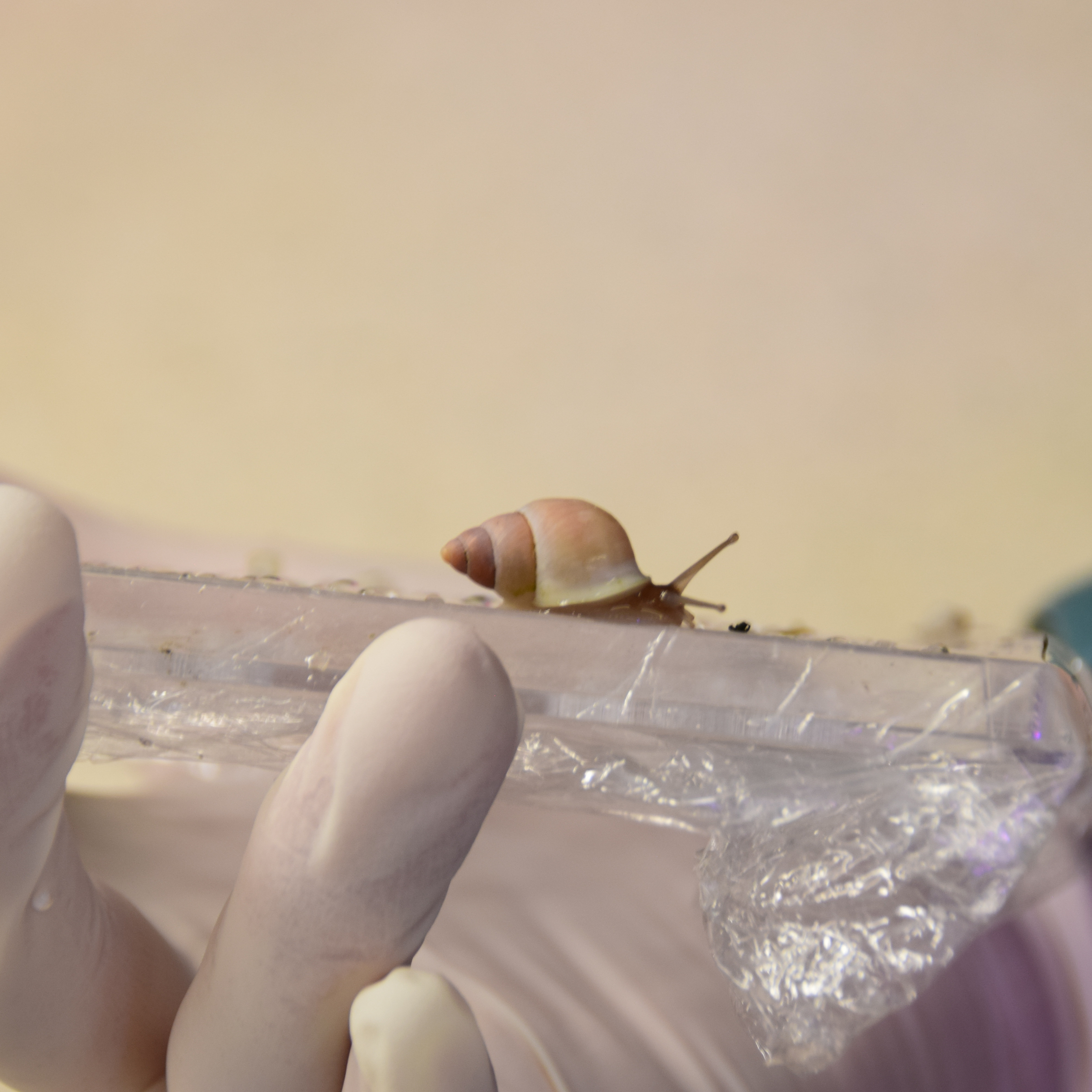 St Louis Zoo saves endangered snails ahead of typhoon