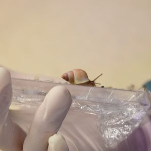 St Louis Zoo saves endangered snails ahead of typhoon