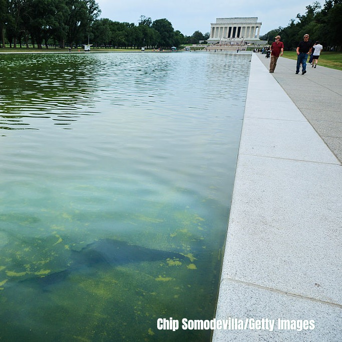 "As The Reflecting Pool Turns"