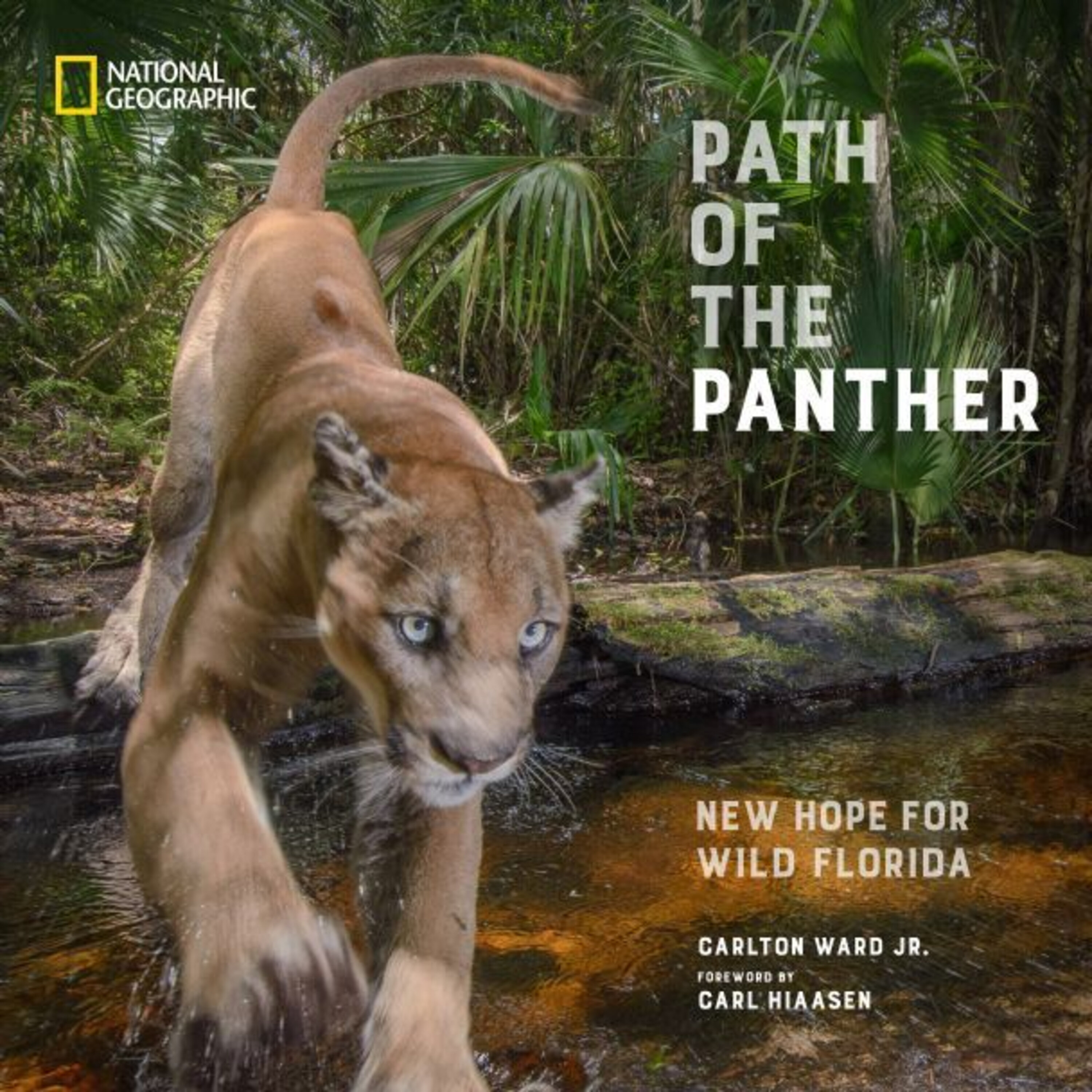 Path Of The Panther
