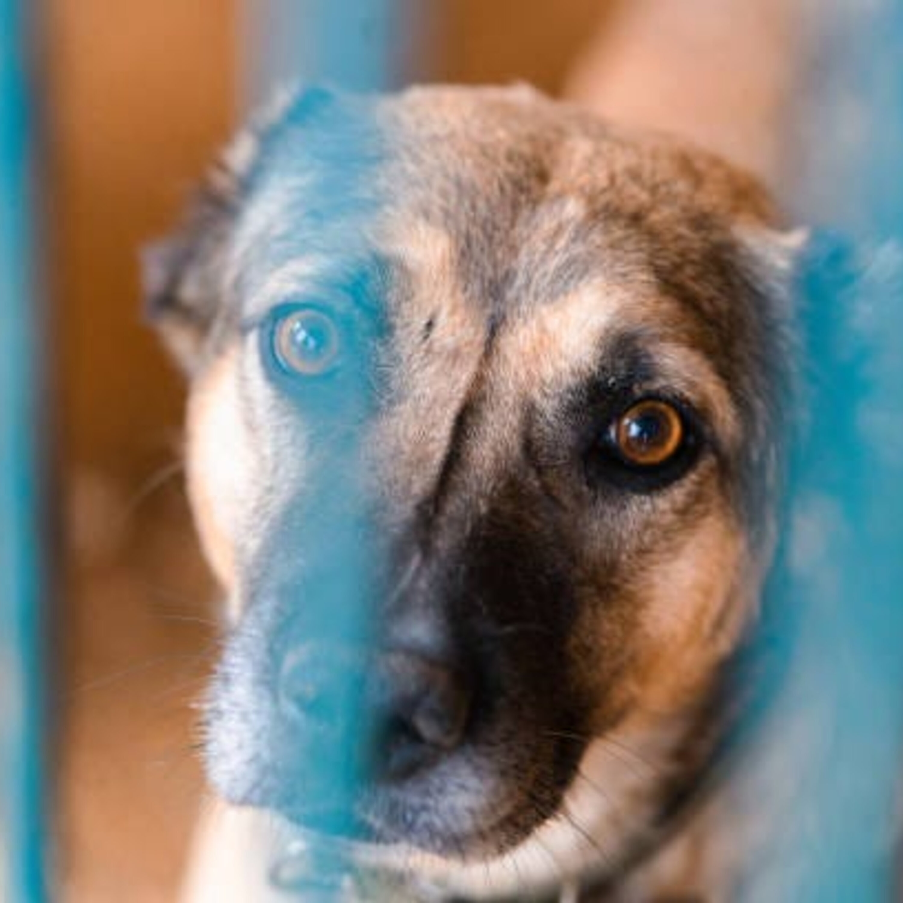 Feel Good Dog Gets Home After 400 days In Shelter.mp3