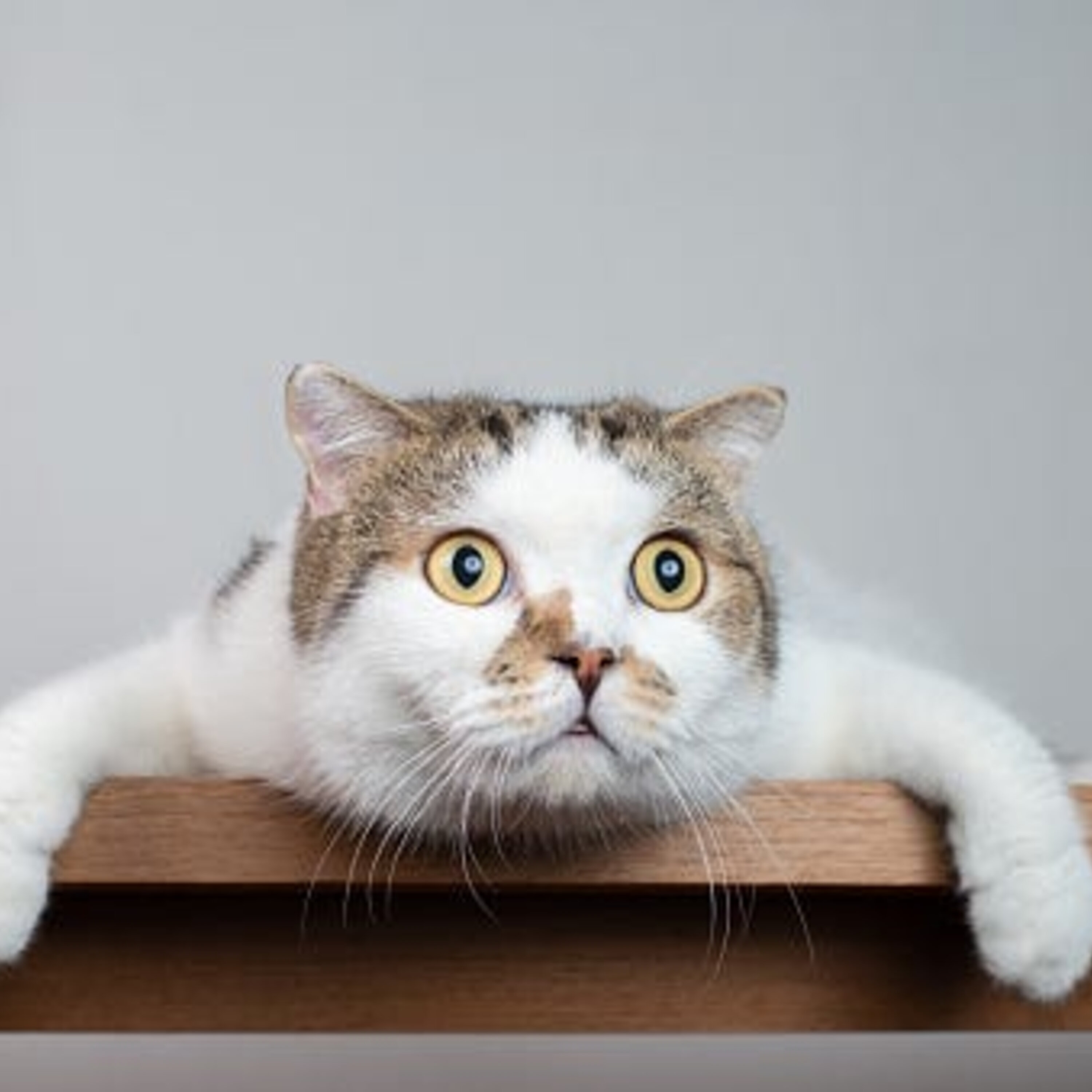 Feel Good An Unusual Pet Saves A Life Nov 9.mp3