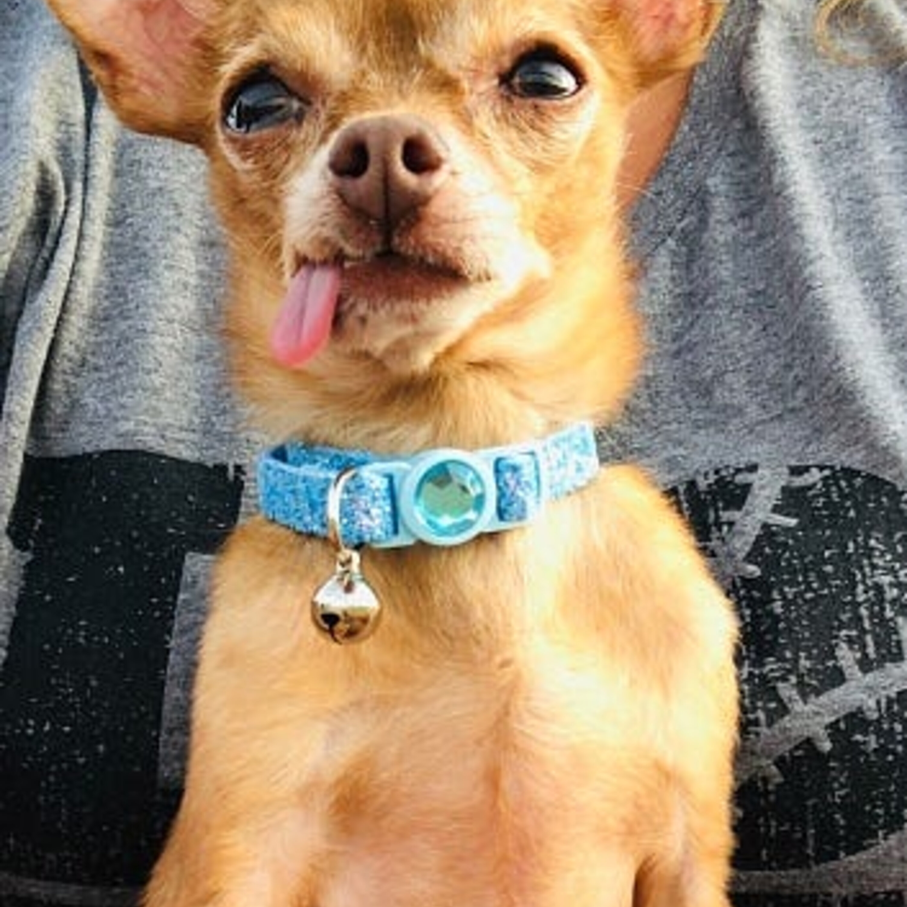 Feel Good Dog Found After 6 Years.mp3